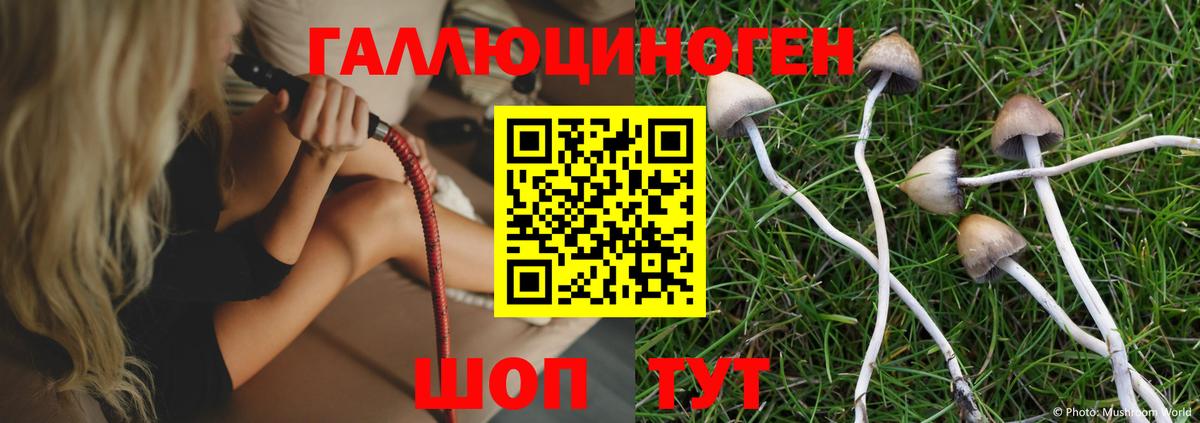 Киржач  Галлюциногенные грибы Psilocybe  где можно купить наркотик  Вход с VPN  Псилоцибиновые грибы GOLDEN TEACHER 